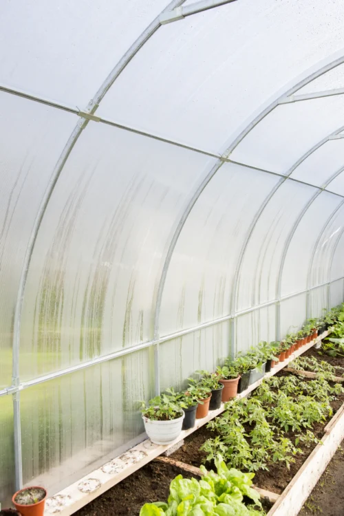 Bågväxthus Easy-Up – polykarbonatväxthus 6 mm, bredd 3 m